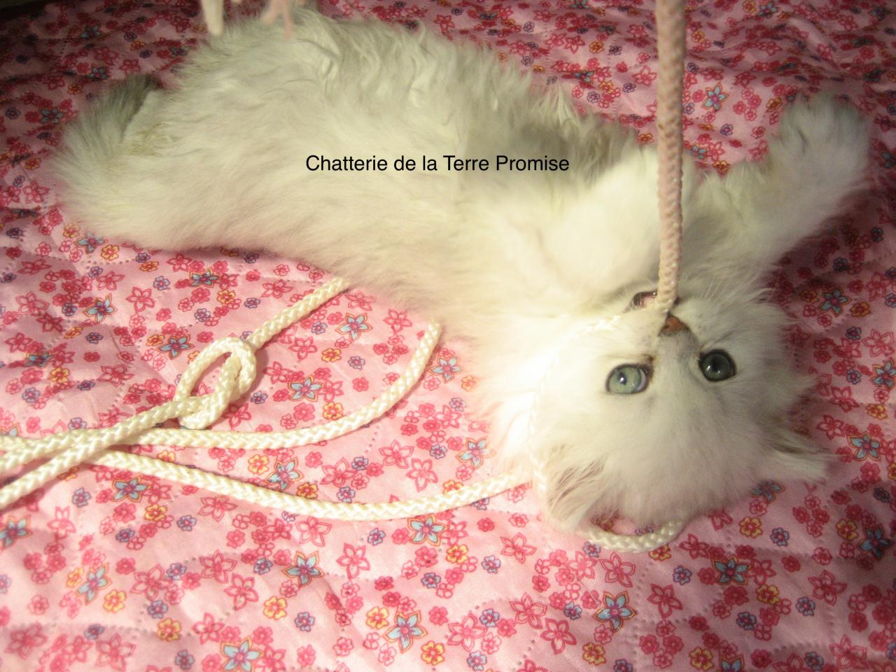 CHATON PORTÉE 2013 DISPONIBLE