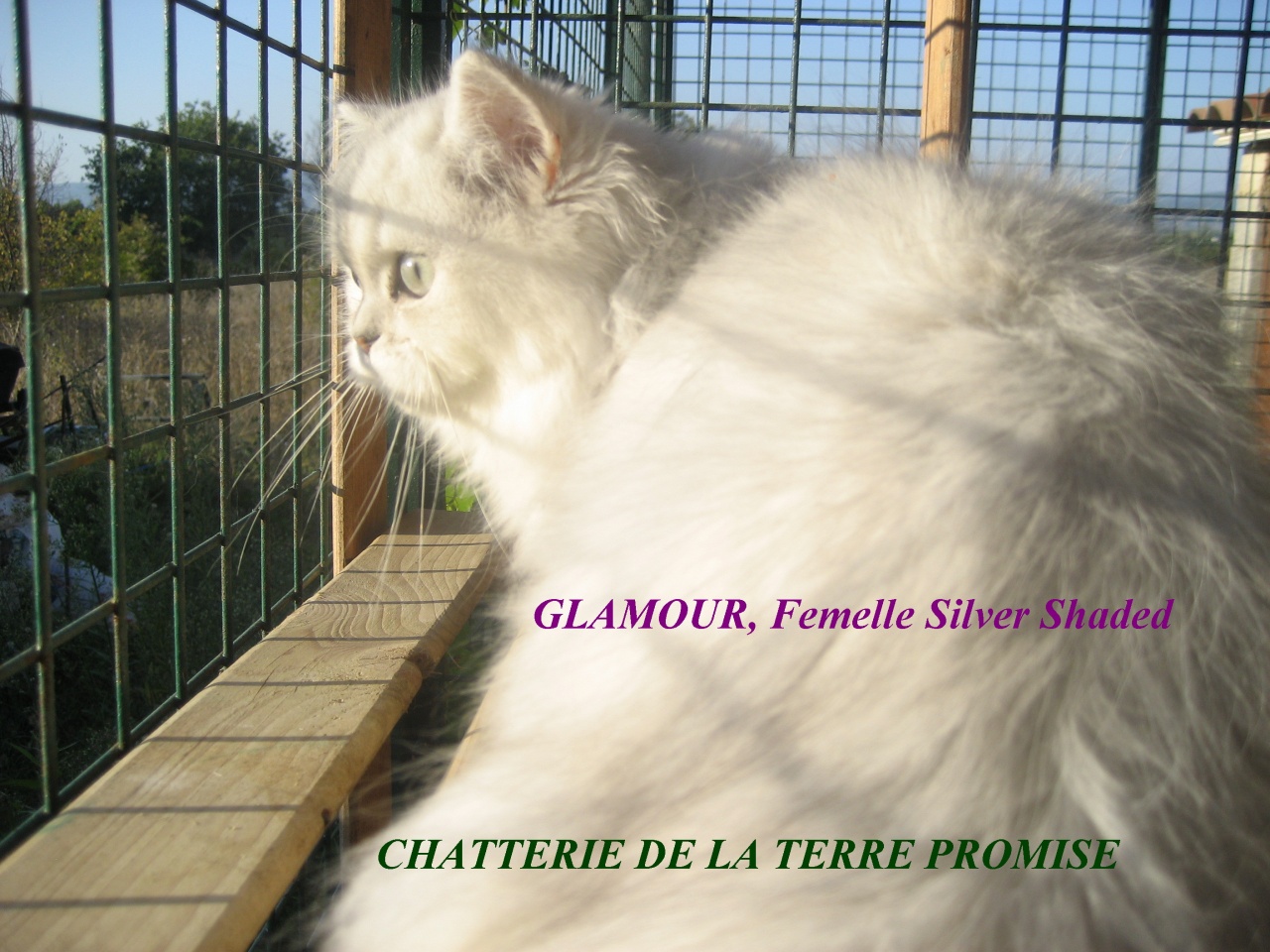 GLAMOUR, chatonne 2011