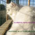 GLAMOUR, chatonne 2011