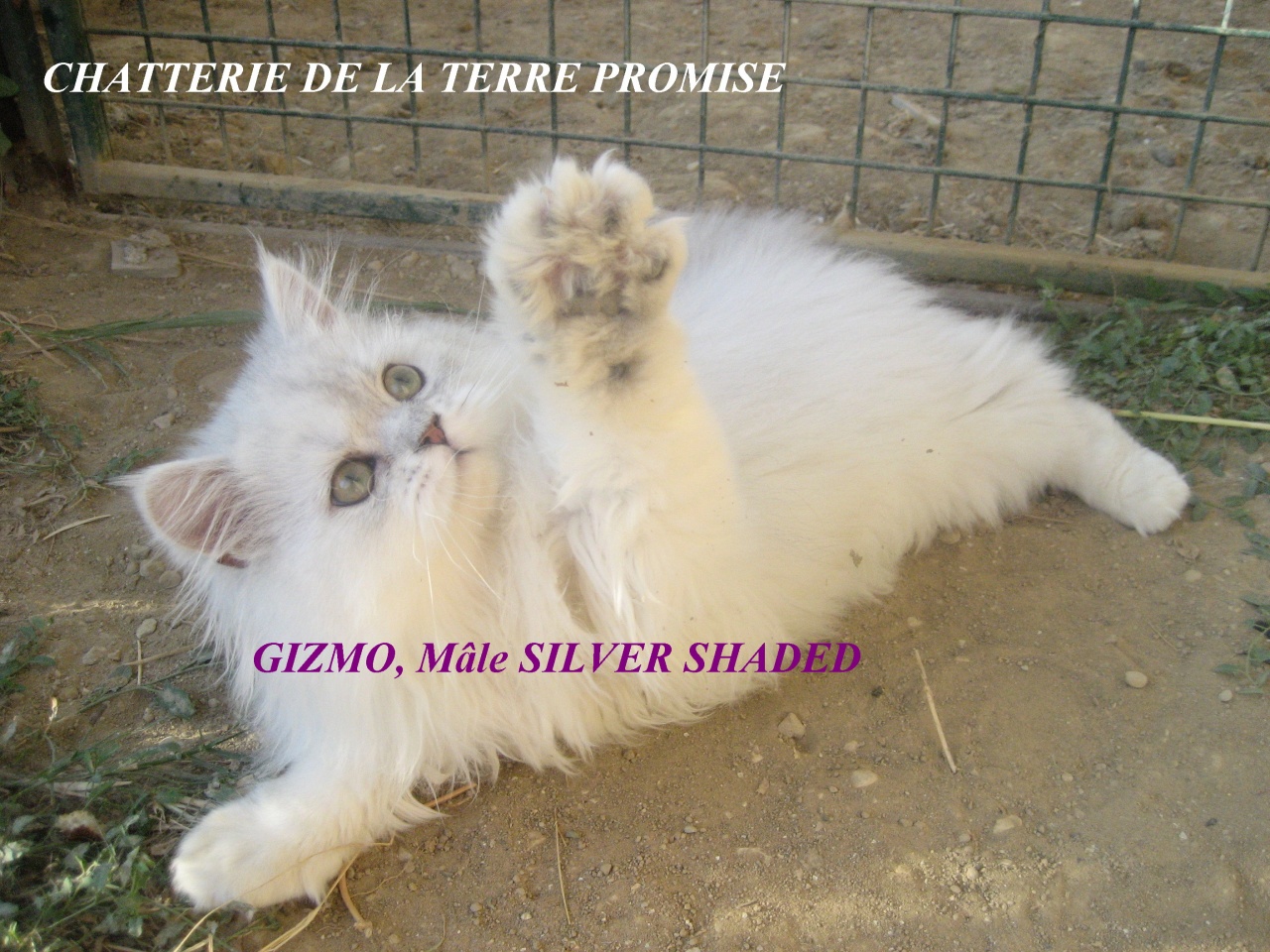GIZMO, chaton 2011