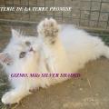 GIZMO, chaton 2011