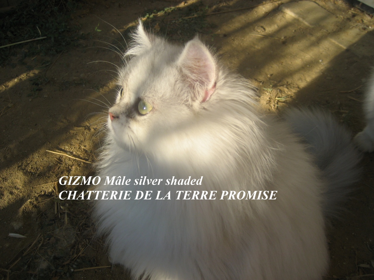 GIZMO, chaton 2011