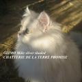GIZMO, chaton 2011