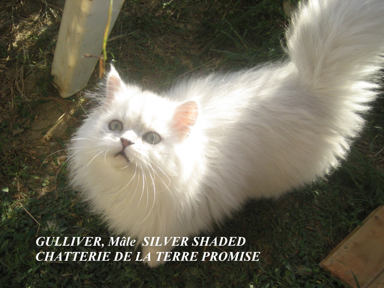 GULLIVER, chaton 2011 a quitté la chatterie