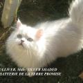 GULLIVER, chaton 2011 a quitté la chatterie